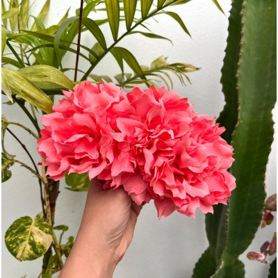 CORONA DALIAS CORAL
