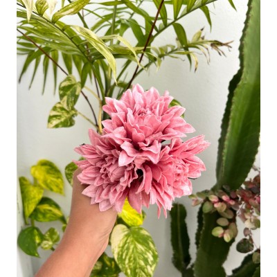 RAMILLETE DALIA EVANAH ROSA